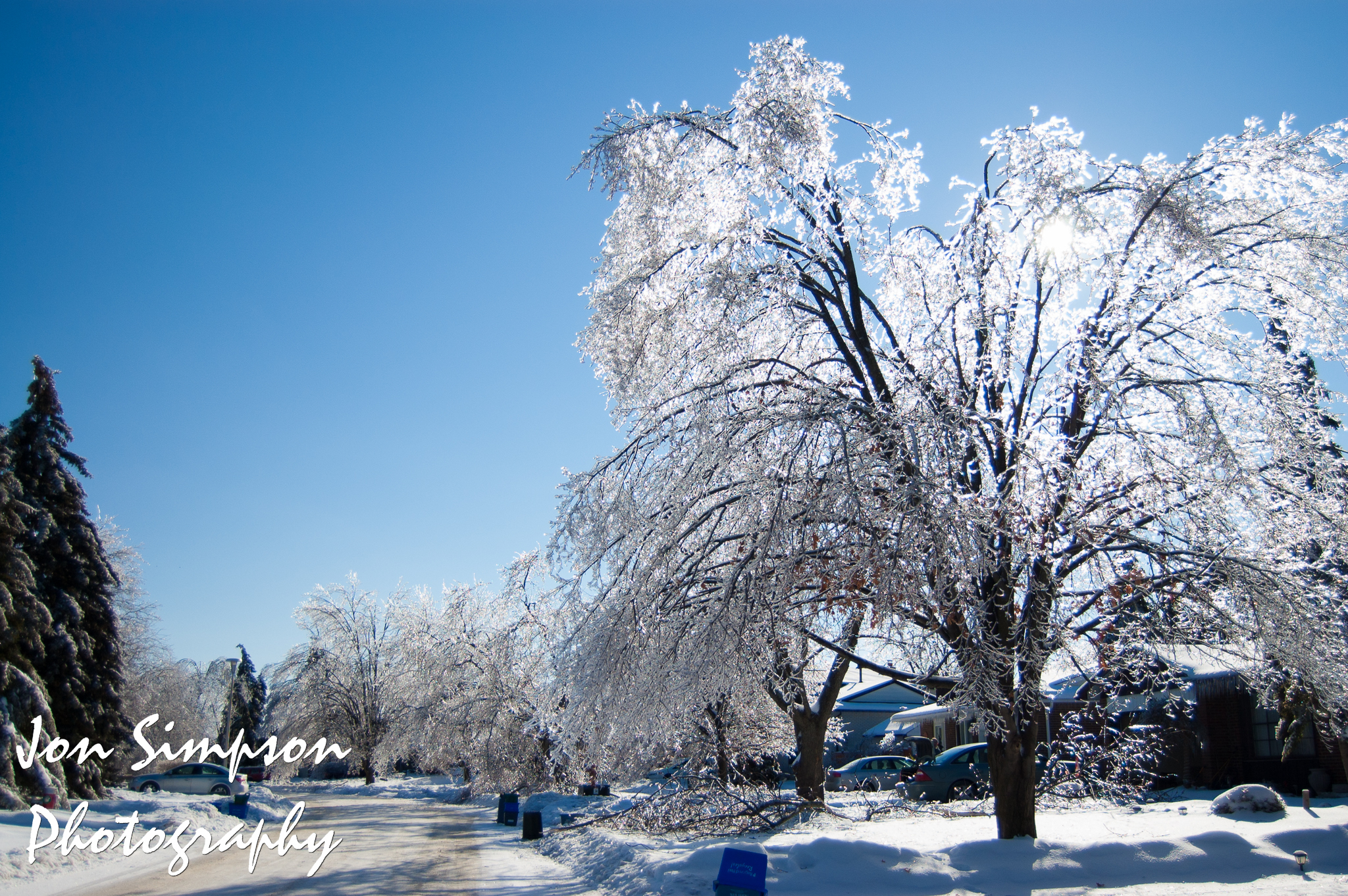 Ice Trees (10 of 15)