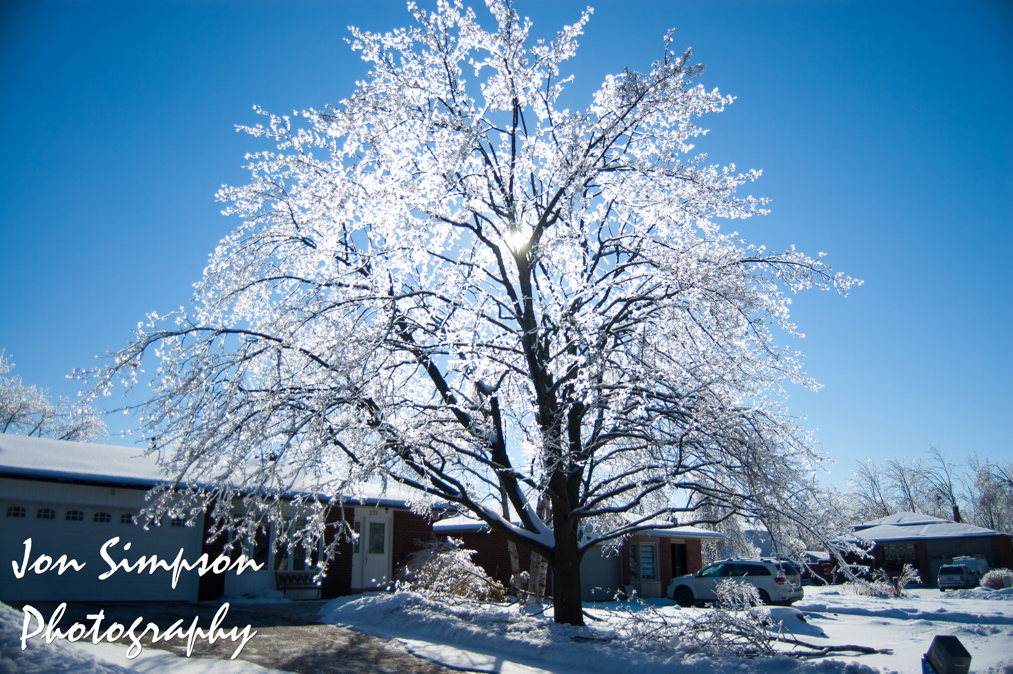 Ice Trees (15 of 15)
