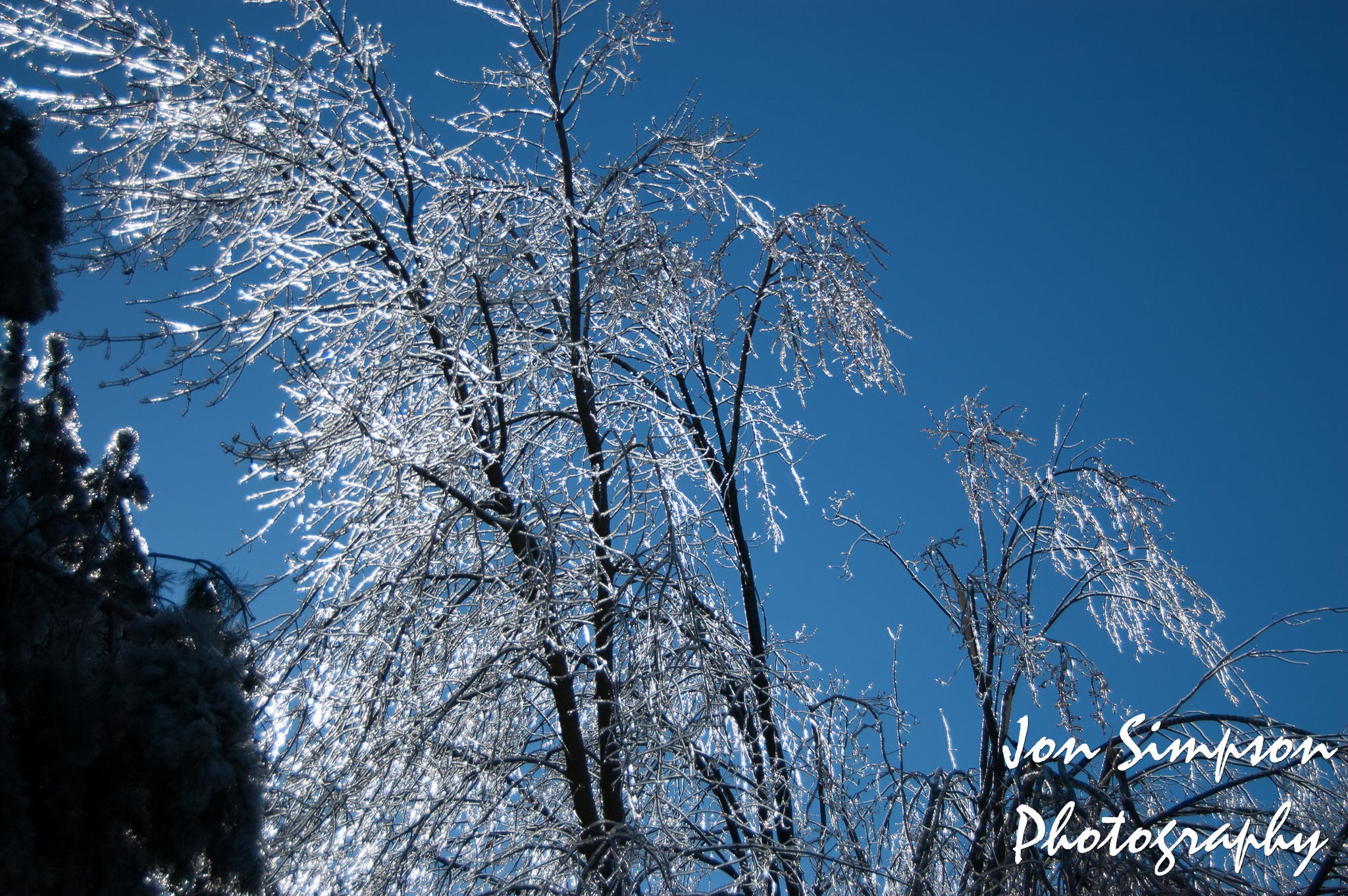 Ice Trees (6 of 15)